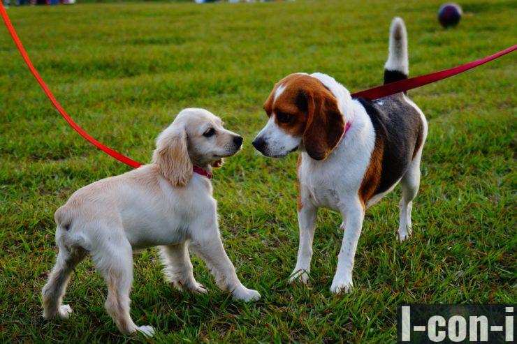 paseo perros