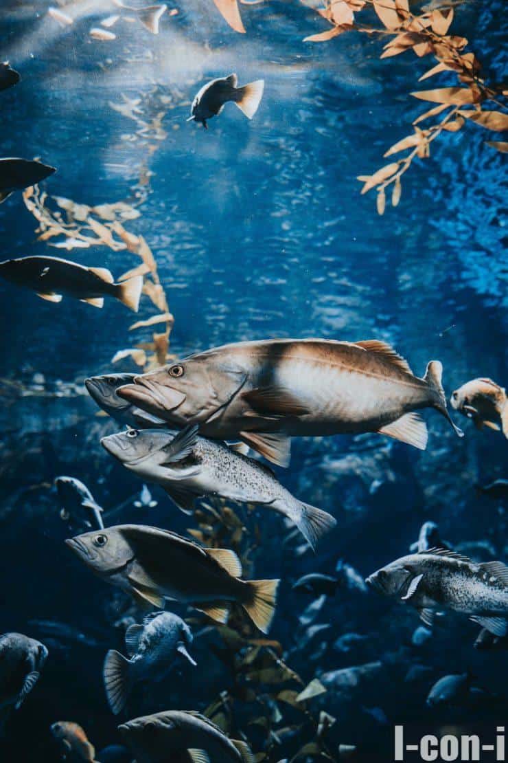 peces en el mar