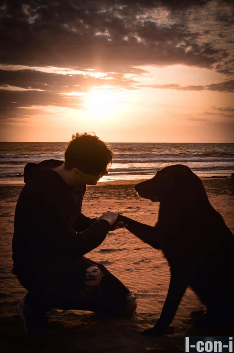 perro dando la patita